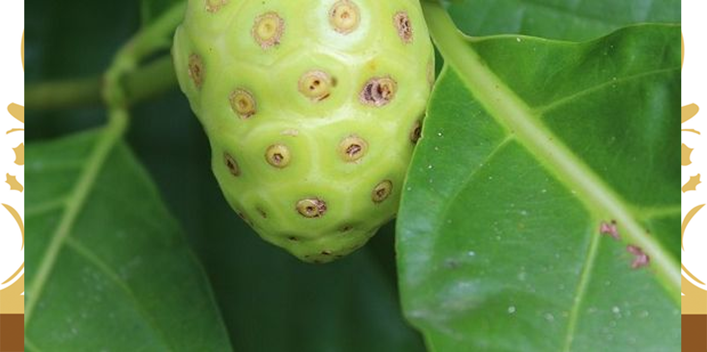Mengolah Buah Mengkudu untuk Obat Herbal Pace